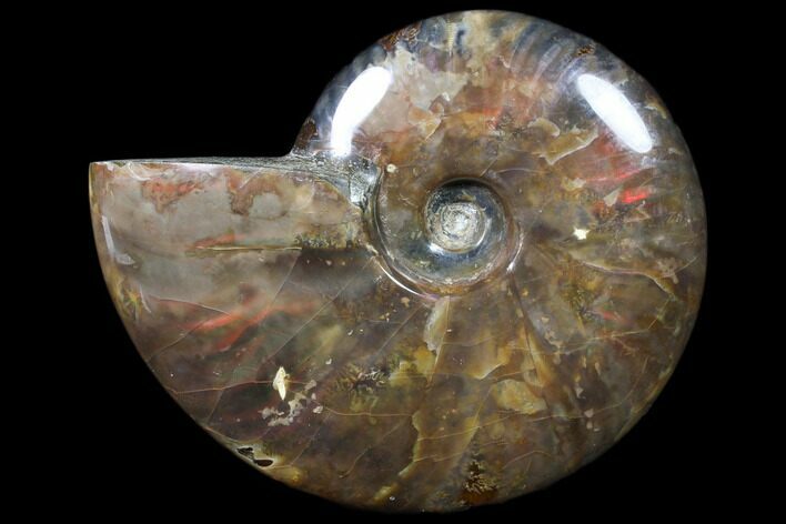 Flashy Red Iridescent Ammonite - Wide #81847